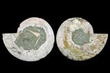 Very Large, Cut & Polished Ammonite Fossil - Madagasar #183359-1